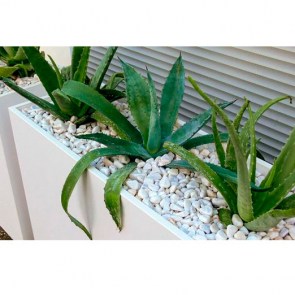 Aloe-Vera-in-Dividerwall.jpg